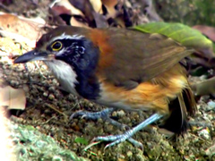 Greater Necklaced Laughingthrush